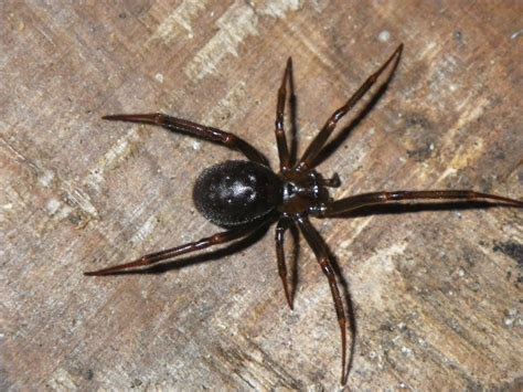 Non Poisonous Black Spiders