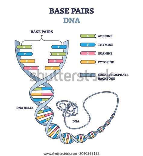 Base pair Structure 的图像结果