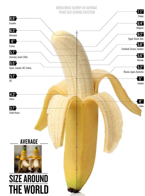 Penis size infographic