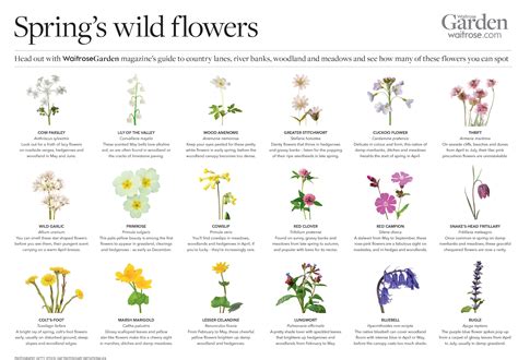 British Wildflower Identification By Color – FYNSR