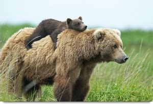 cute bear cub Paper Print - Decorative posters in India - Buy art, film ...