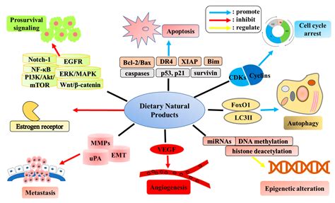Dietary Natural Products for Prevention and Treatment of Breast Cancer