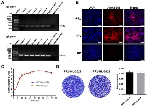 Identification, Pathogenicity, and Reverse Genetics System Construction ...