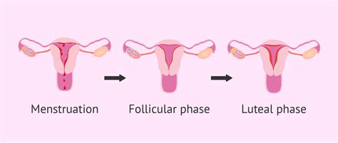 Image result for Endometrium