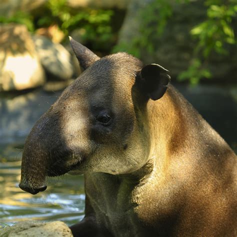 Our Animals – Bergen County, NJ – Official Website