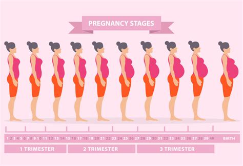 怀孕7个月肚子多大？一张图看懂怀孕后肚型变化，心疼孕妈太辛苦_腾讯新闻
