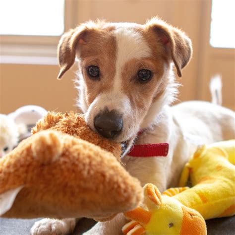 Why Do Dogs Tear Up Squeaky Toys