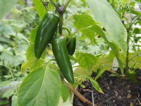 Do Jalapenos Grow Above Ground at Elsie Tucker blog