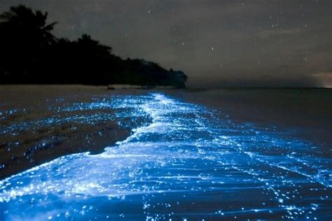 BIOLUMINESCENCE -UPSC Current Affairs- IAS GYAN