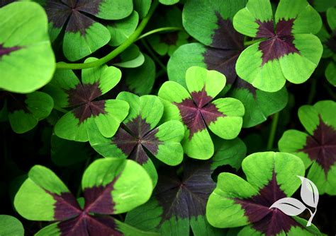 “Lucky Charm” Houseplants for St. Patrick’s Day - Glenside, PA