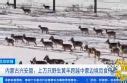 羊来了！上万只蒙古野生黄羊跨越中蒙边境_新闻快讯_海峡网