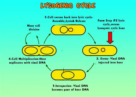 Lysogenic Cycle Diagram Only Lytic And Lysogenic Cycles: Definition ...