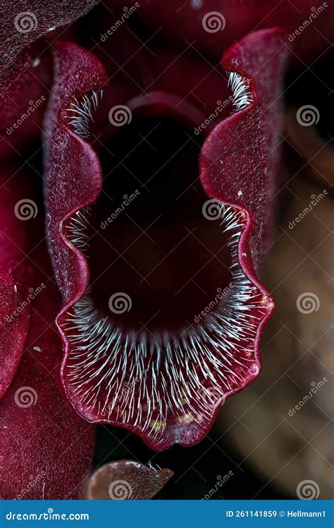 Northern Pitcher Plant stock image. Image of catching - 261141859