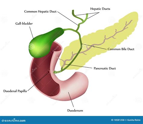 Pancreas, Duodenum and Gall Bladder Stock Vector - Illustration of ...