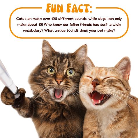 Interesting Facts About Cats