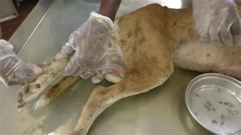 Image result for Dog Infested with Maggots