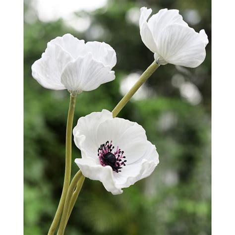 White Poppy Flower