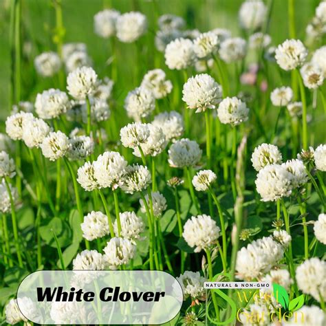 40s|white Clover Seeds - Clover Planting - Authentic Seeds - Clover ...