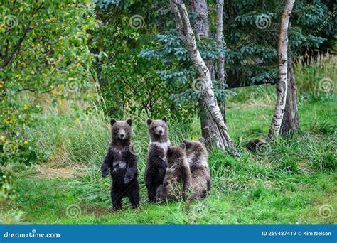 Cute Little Brown Bear Cubs with Natal Collars Standing Up Alert on the ...