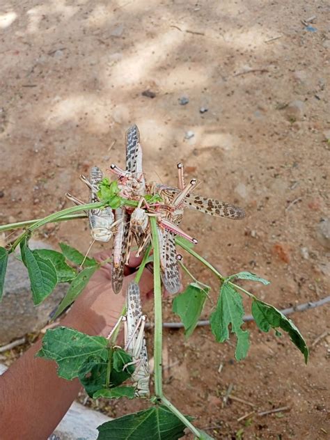 Climate Change Brings the Worst Locust Attack in Decades to India
