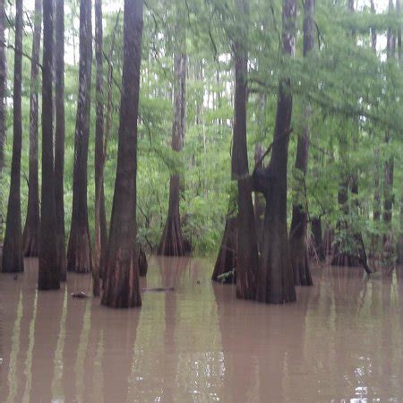 The Last Wilderness Swamp Tour (Plaquemine) - All You Need to Know ...