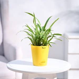 UGAOO Spider Plant Price in India - Buy UGAOO Spider Plant online at ...