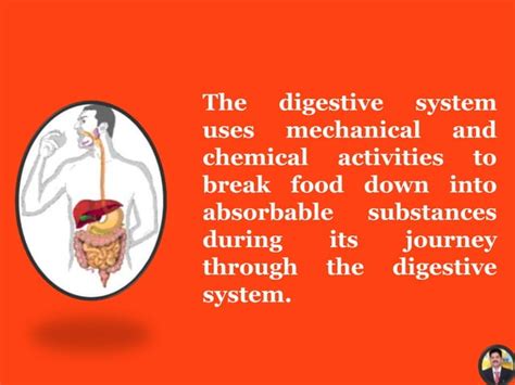 Digestion Process Explained 的图像结果