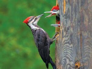 100 Birds Names in English & Hindi