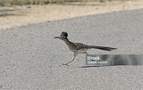 Road Runner Running 的图像结果