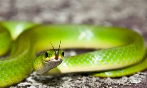 Smooth Green Snake - A-Z Animals
