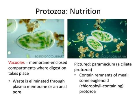 7 - Protozoal Pathogens