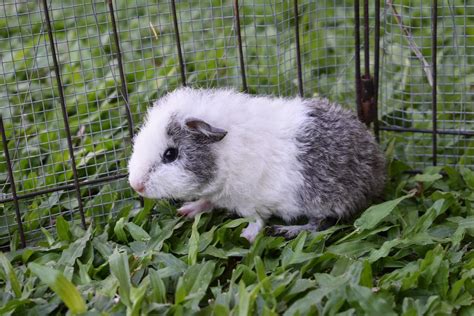 Top 12 Most Popular Guinea Pigs Breeds 2025 - Pet Paws & Feathers