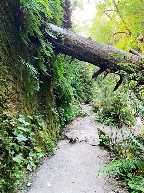 Hiking the Fern Canyon Trail: Everything You Need to Know (plus photos)