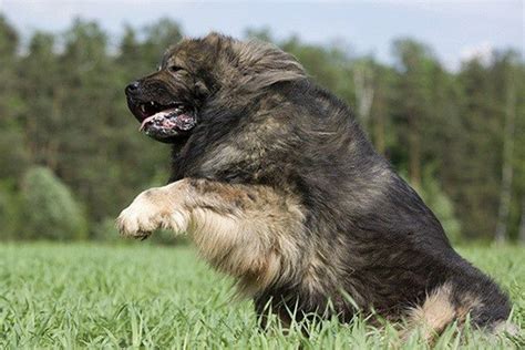 高加索犬详细资料-高加索犬品种介绍-宠物王