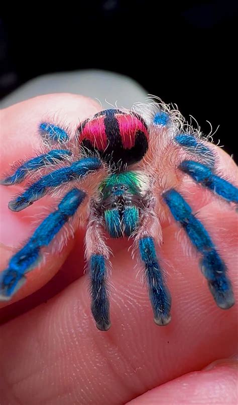 Brazilian Jewel Tarantula - Typhochlaena seladonia - For Sale ...