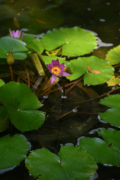 Selective Focus of Lotus Flower and Water Lilies Plants · Free Stock Photo