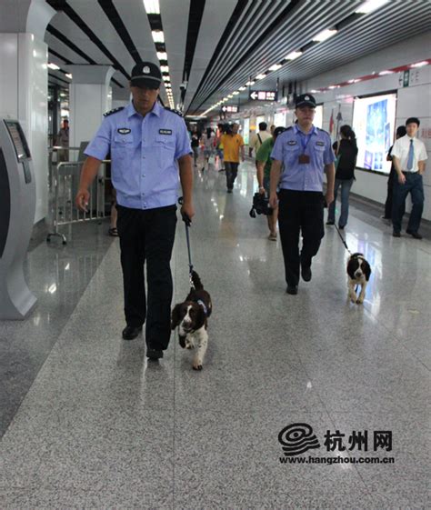 首批地铁警犬正式上岗 市民赞其“太萌”（图） - 杭网原创 - 杭州网