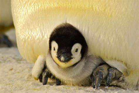 Baby Emperor Penguin Wallpaper