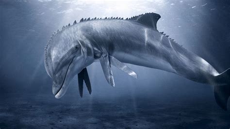 Wallpaper dolphin, underwater, swim, bottom hd, picture, image