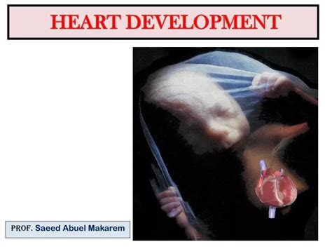 Image result for Graph Abstract Heart Development