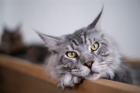 Most Cuddly Cat Breeds