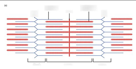 muscle contraction Diagram | Quizlet