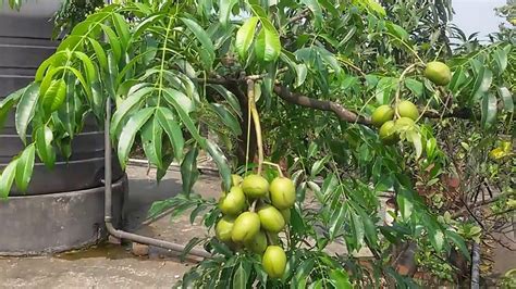Creative Farmer Garden Rare Spondias Mangifera Indian Hog Plum/Ambazham ...