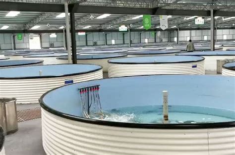 循环流水养鱼技术，125平米水泥池产鱼3万斤，排污接近零