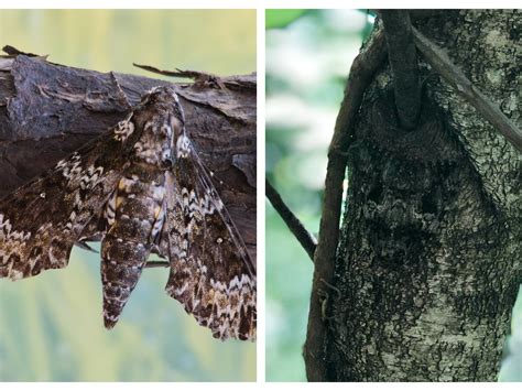 Camo Moth With Pattern