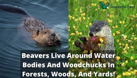 Beaver Woodchuck | Learning The Key Differences