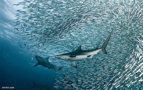 sardine-run-009 | Scuba Diver Life Expeditions