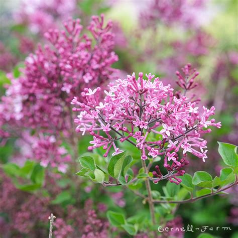 Syringa meyeri Palibin Dwarf Korean 2gal Lilac pink - Cornell Farm