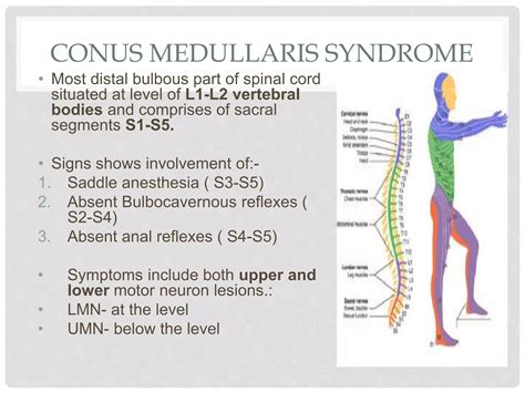 CAUDA EQUINA VS CONUS MEDULLARIS SYNDROME | PPTX