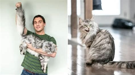 Meet Altair, the cat with the world's longest tail | Trending